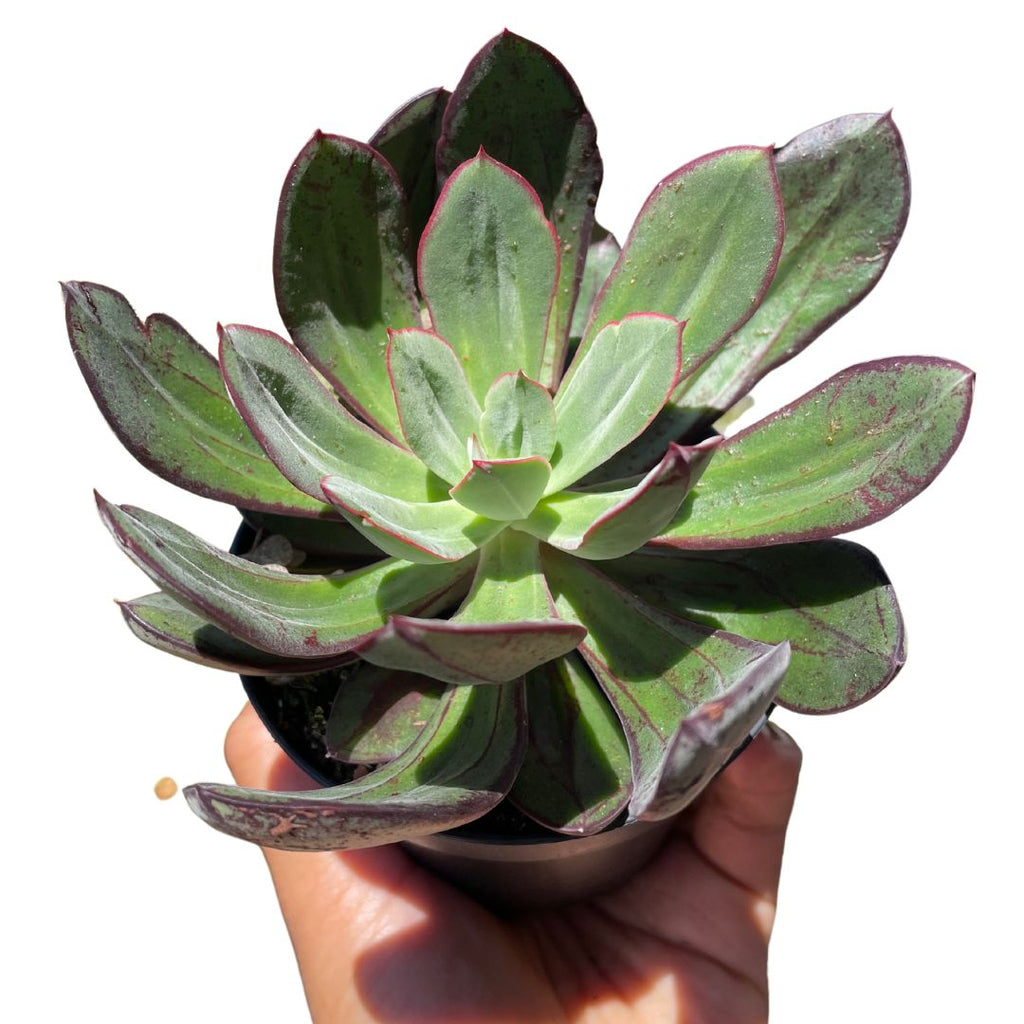 bunnings plants