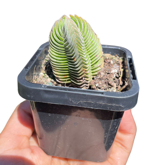Crassula Buddha Temple - Wera Plants