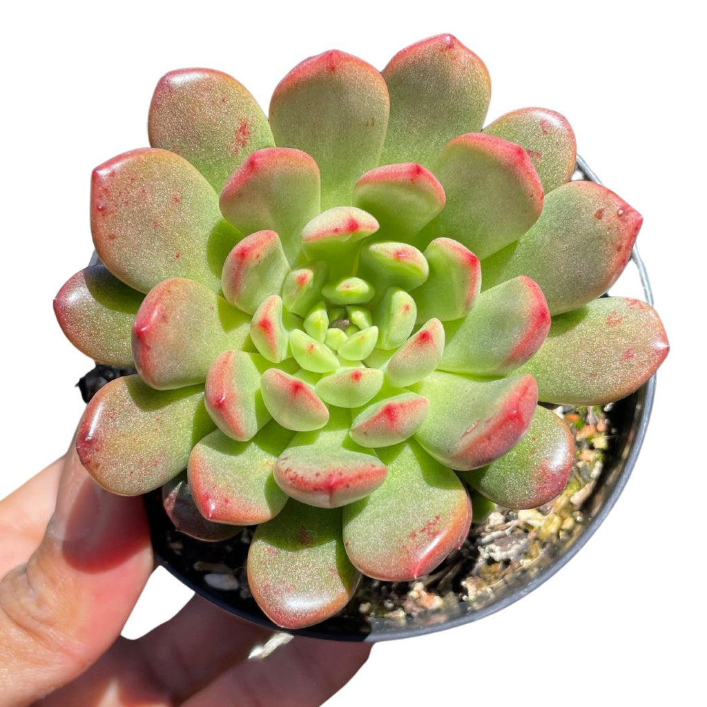 Graptoveria ruby succulents