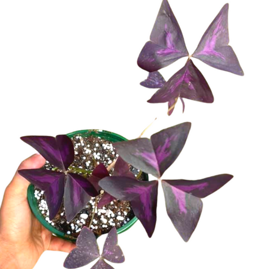 Oxalis Purple Shamrock 140mm - Wera Plants