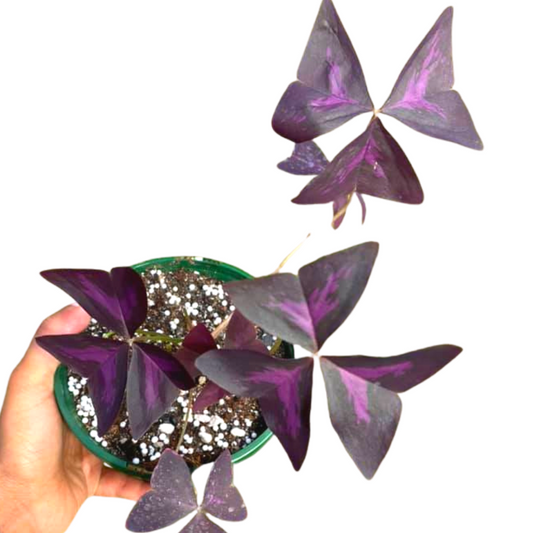 Oxalis Purple Shamrock