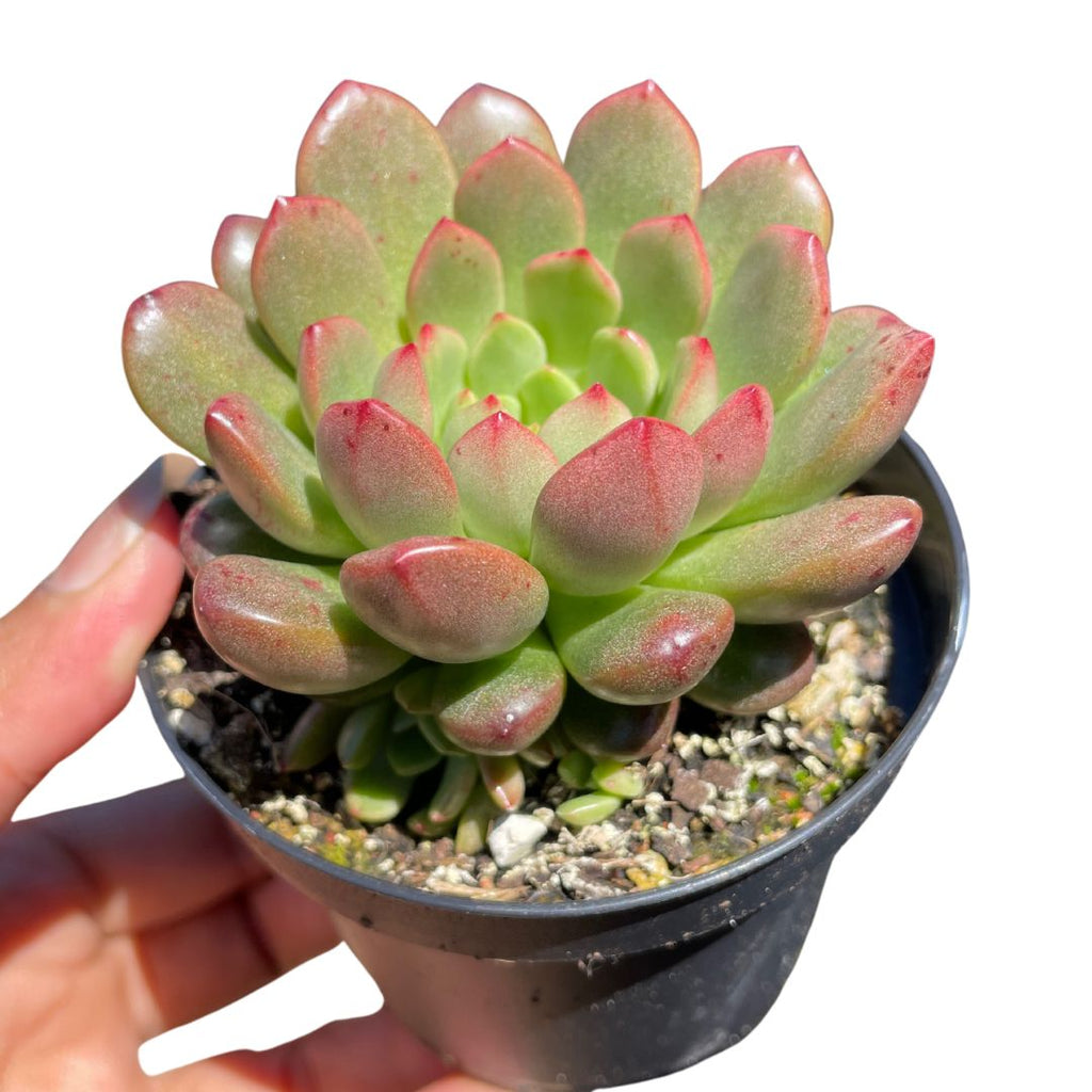 succulents online sale