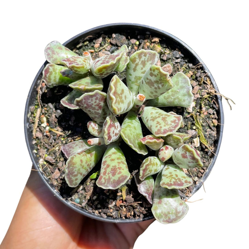 Adromischus