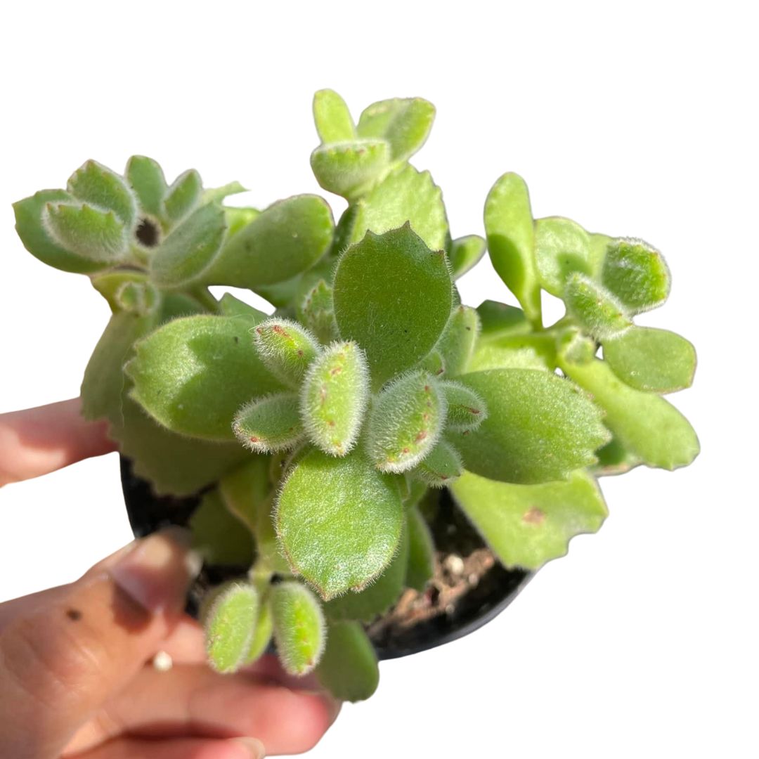 Cotyledon Tomentosa- Bear Paws - Wera Plants