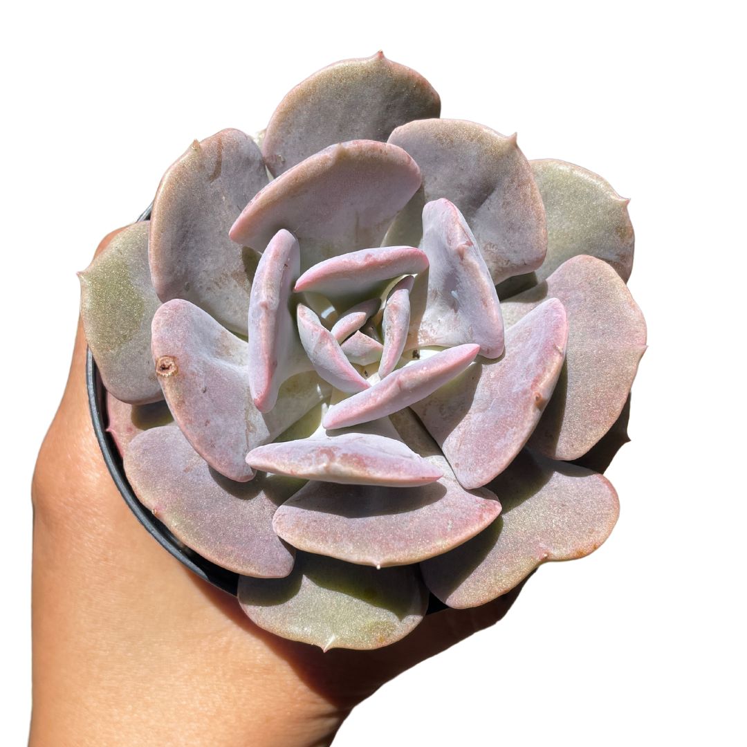 Echeveria cubic frost
