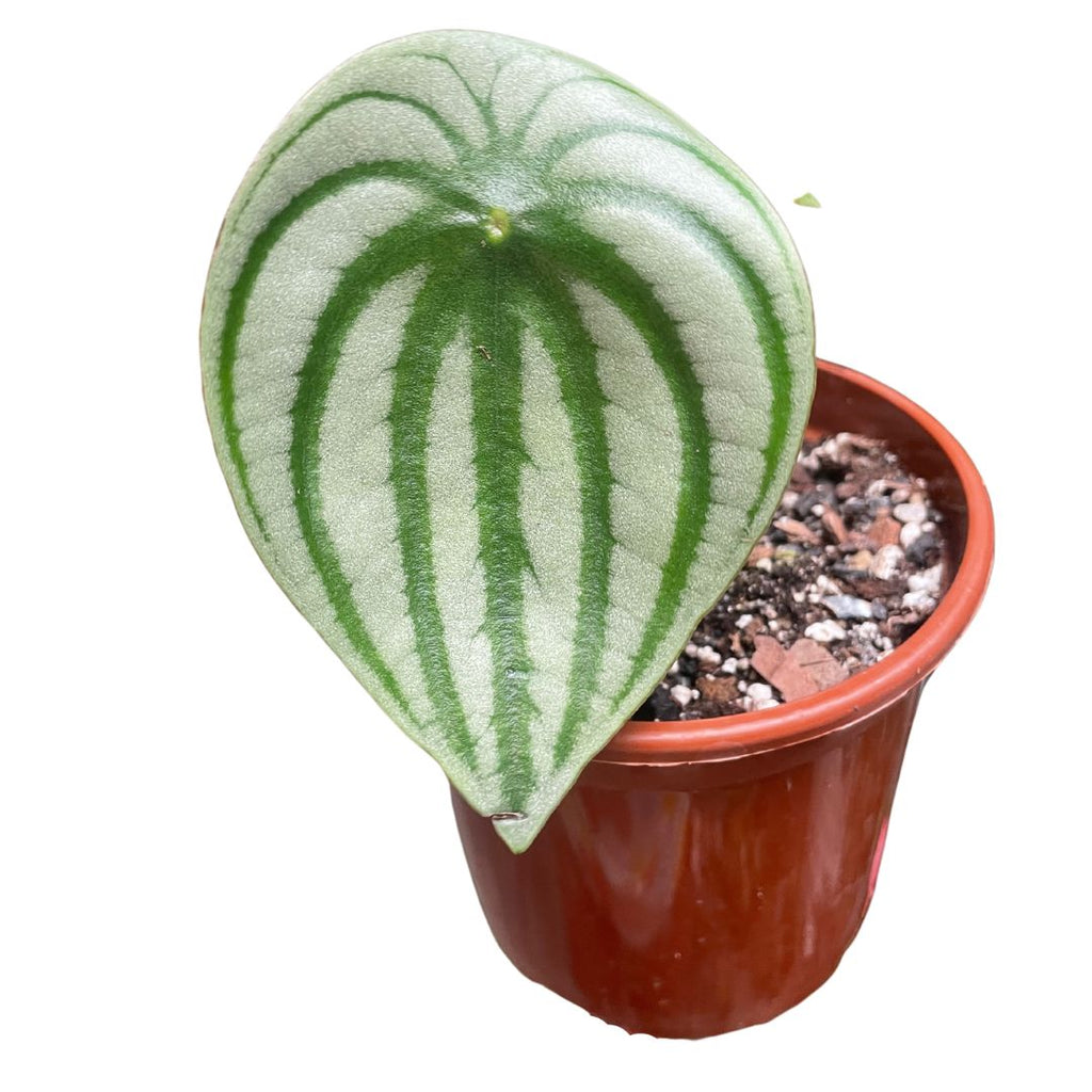 Watermelon Peperomia - Wera Plants