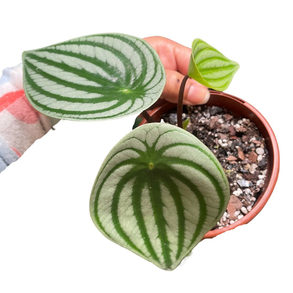 Watermelon Peperomia - Wera Plants
