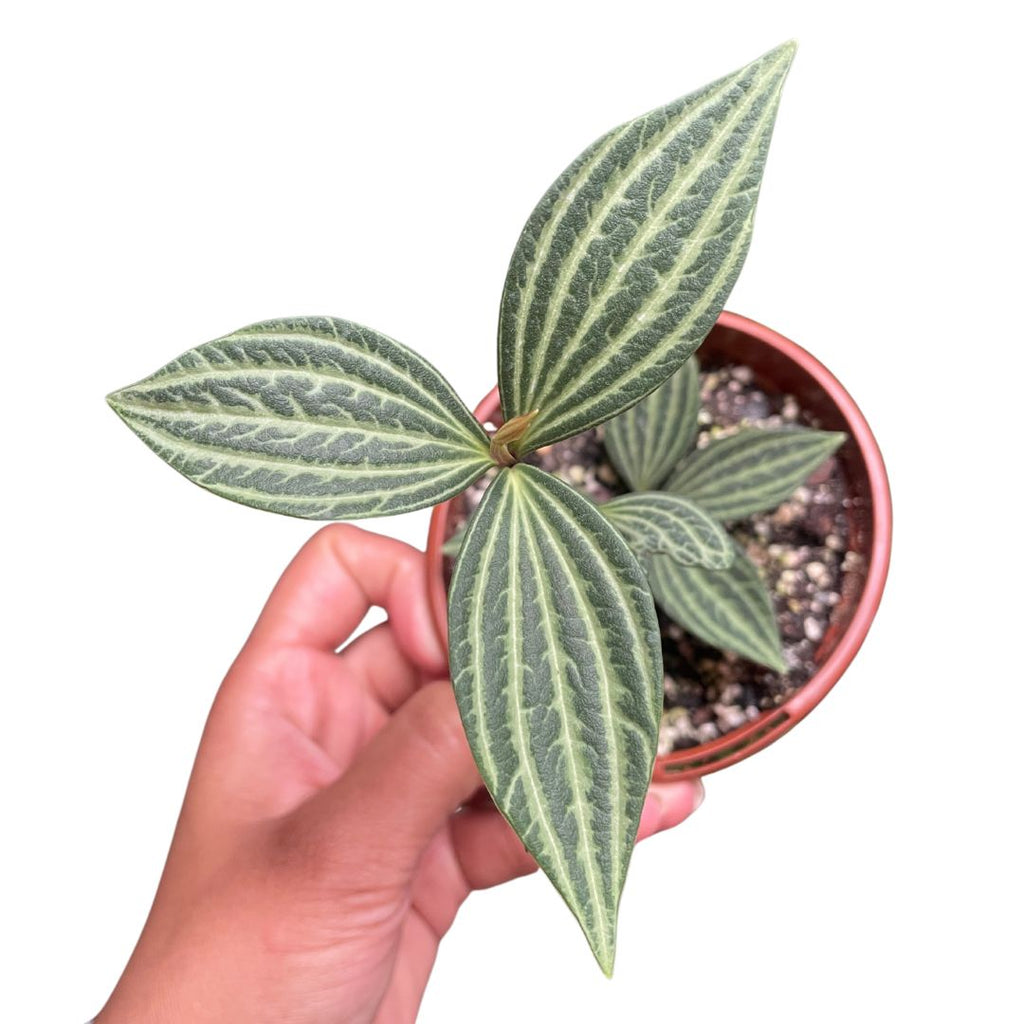 Peperomia Pellucida - Wera Plants