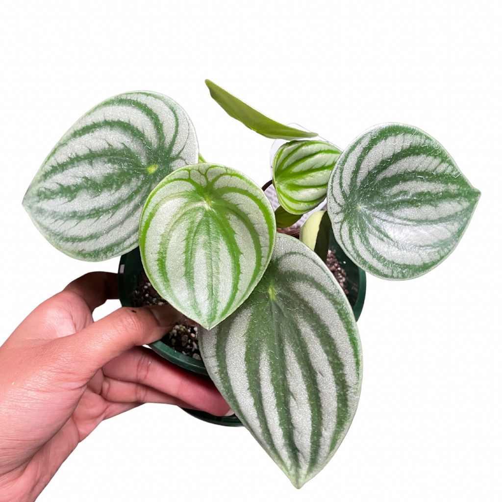 Watermelon Peperomia (Peperomia Argyreia) - Wera Plants