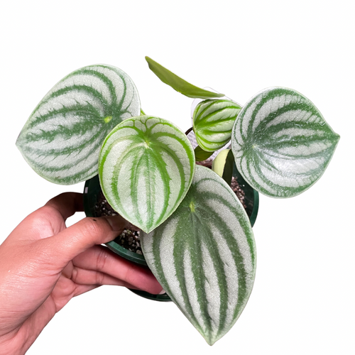 Watermelon Peperomia (Peperomia Argyreia) - Wera Plants