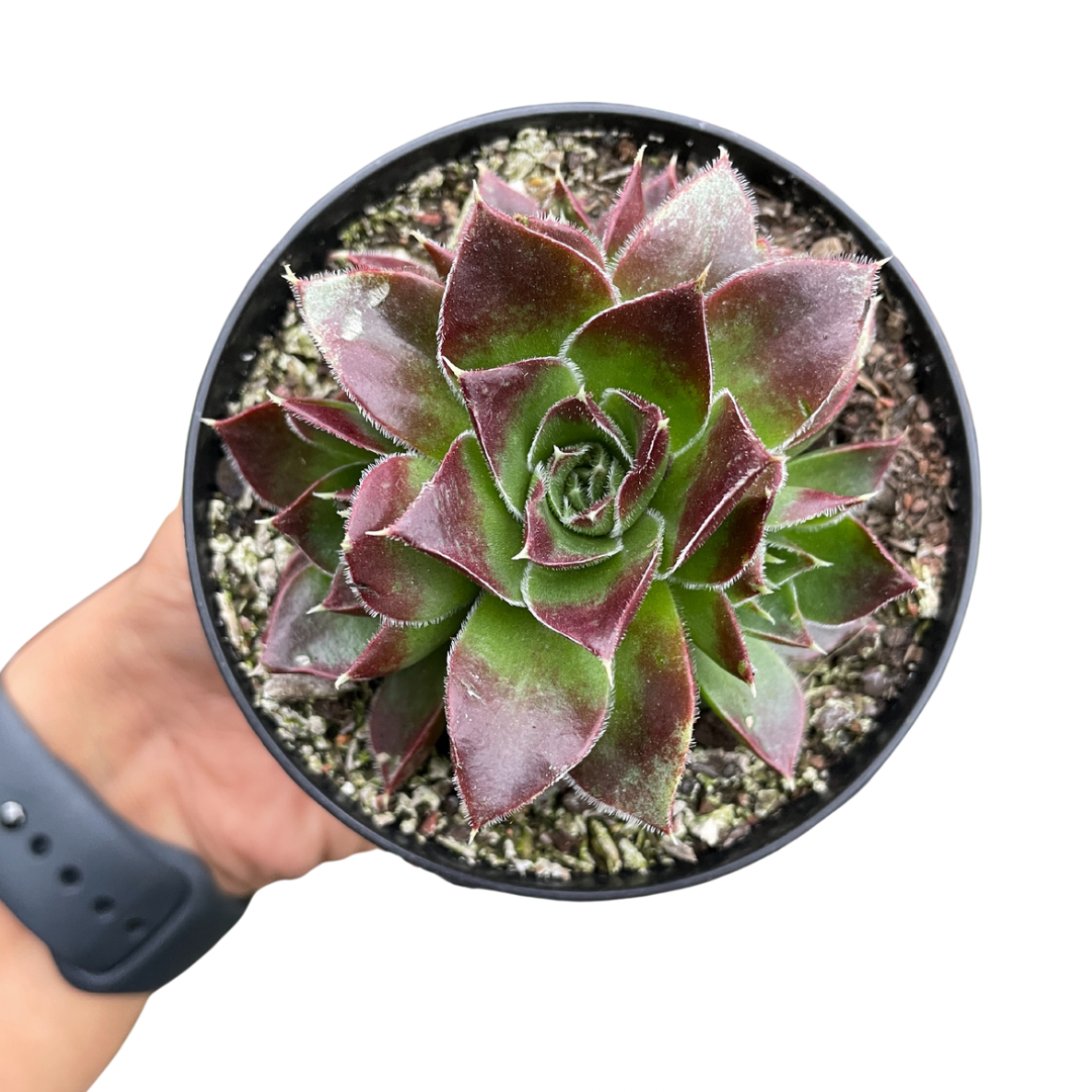 Sempervivum Jovibarba Heuffelii - Wera Plants
