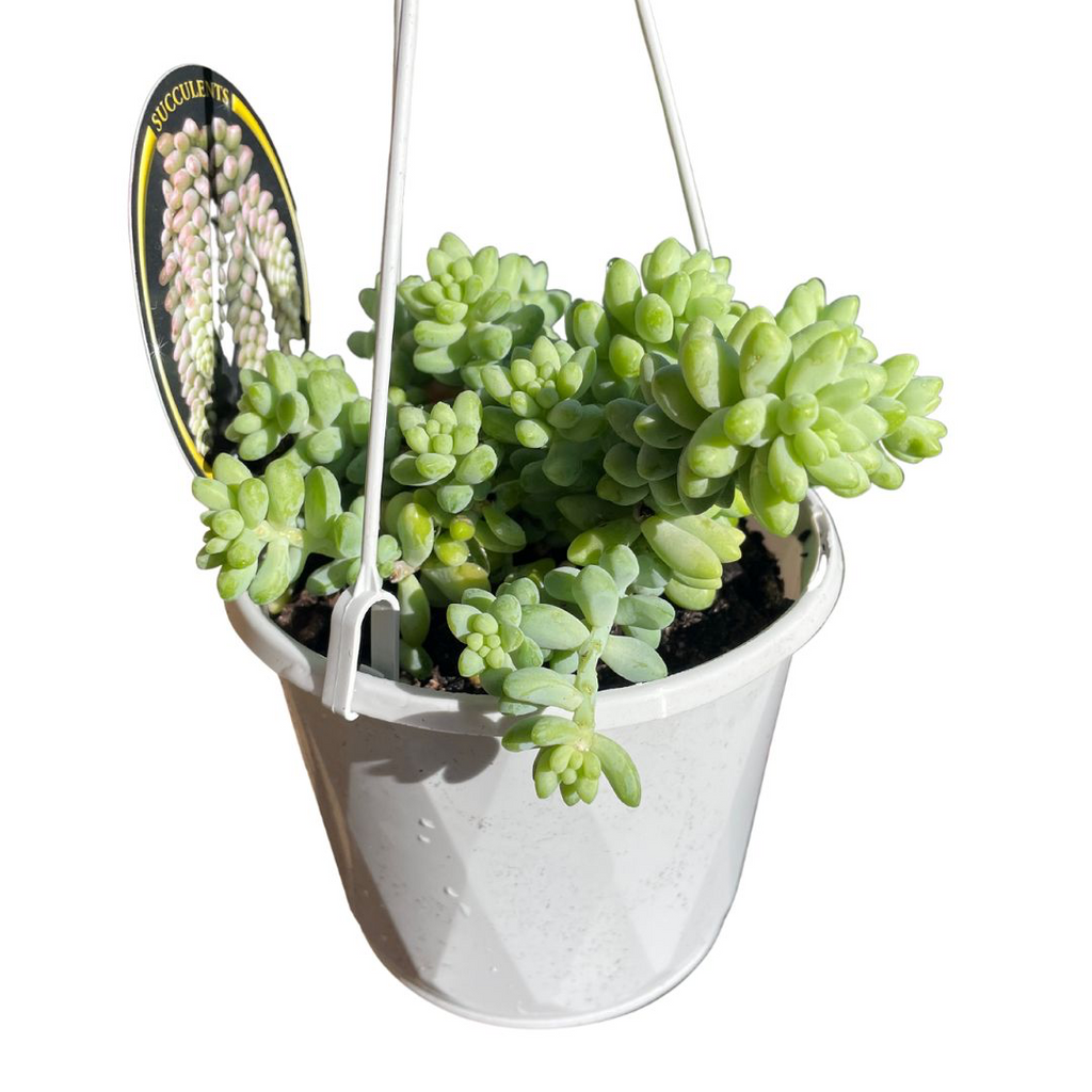 sedum burrito for sale