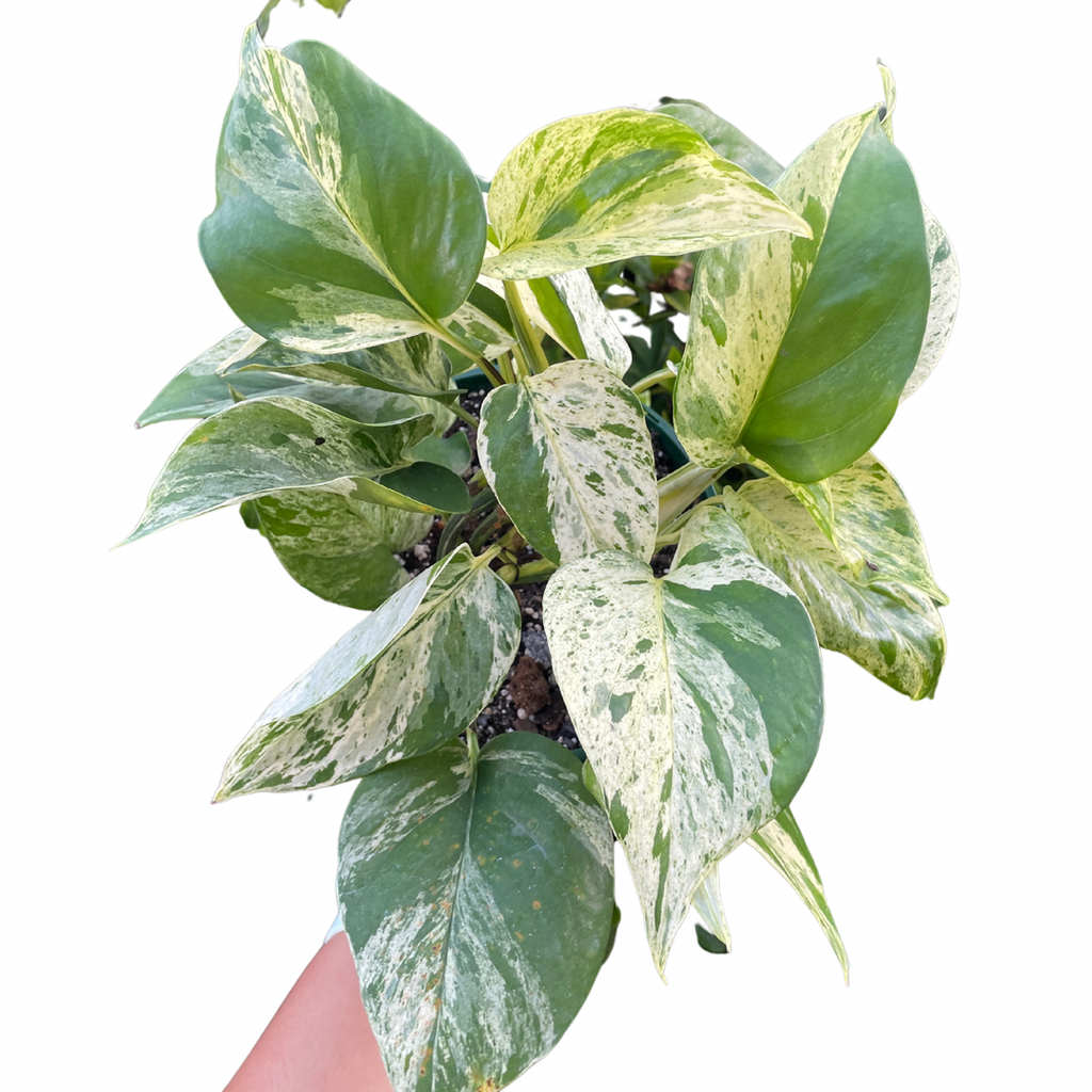 Marble Queen Pothos - Wera Plants