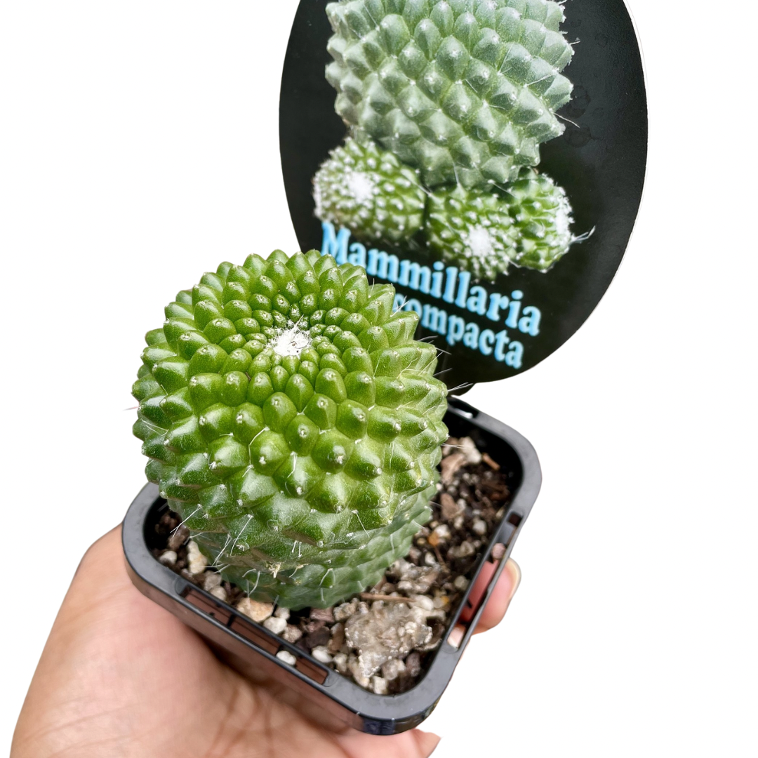 mammillaria pico compacta cactus
