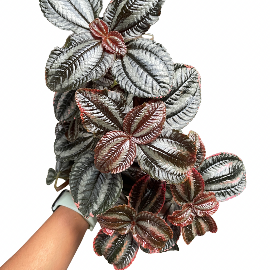 Pilea Norfolk - Wera Plants
