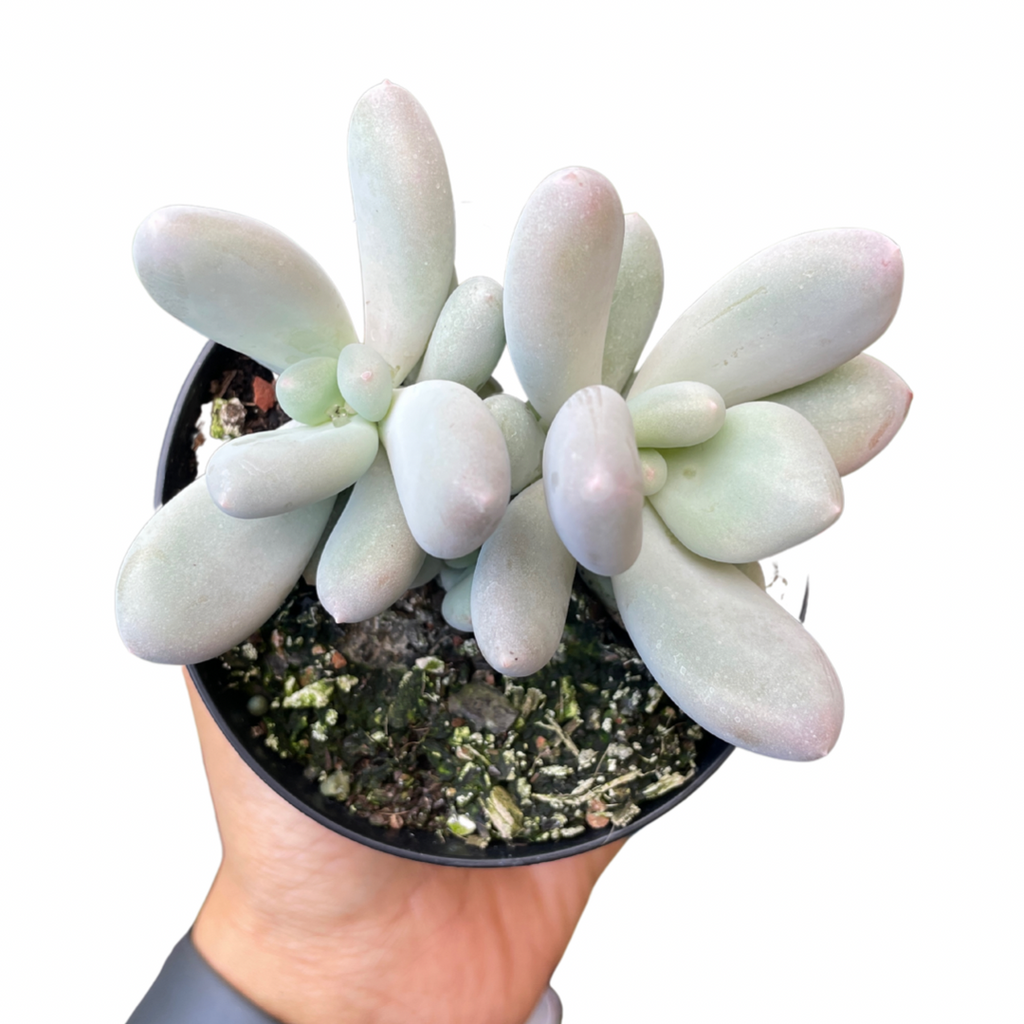 Pachyptum Blue Haze - Wera Plants