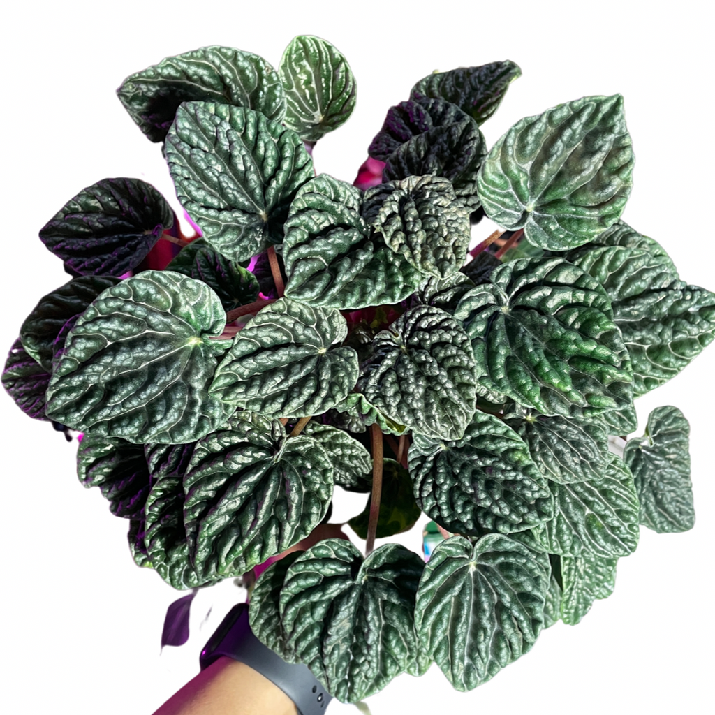 Peperomia Green Ripples - Wera Plants