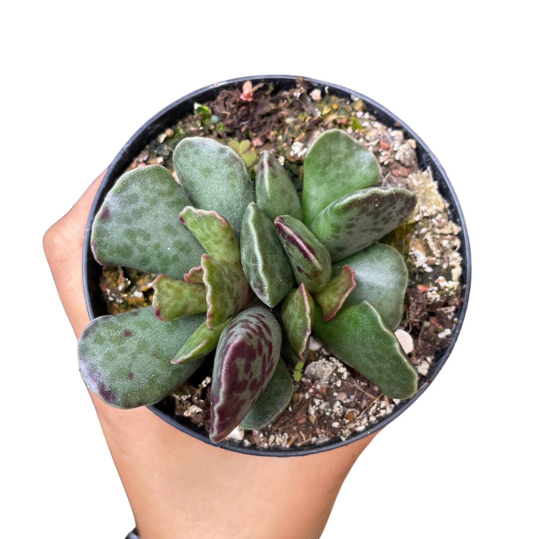 Adromischus Silver Tubes - Wera Plants