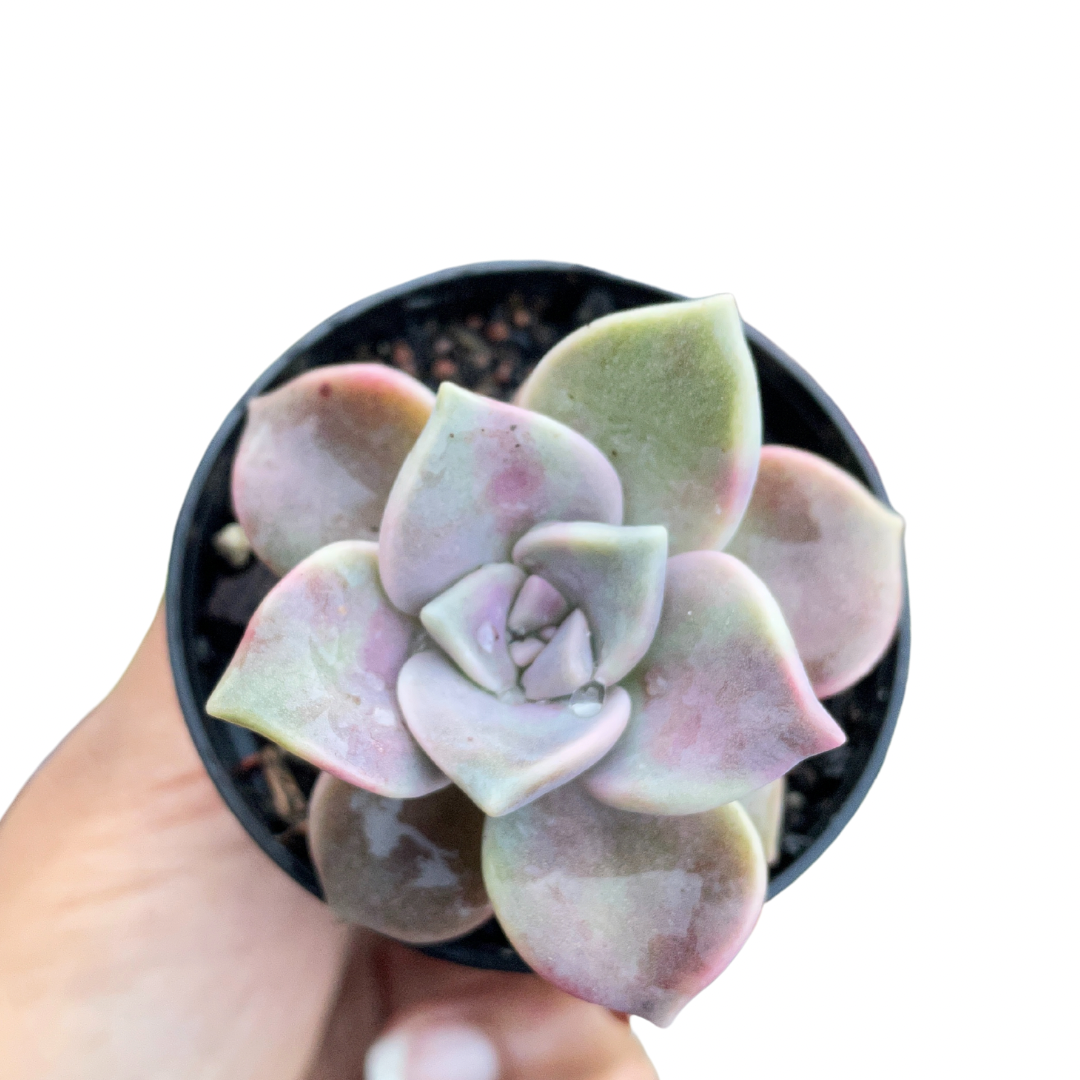Graptoveria Purple Delight - Wera Plants