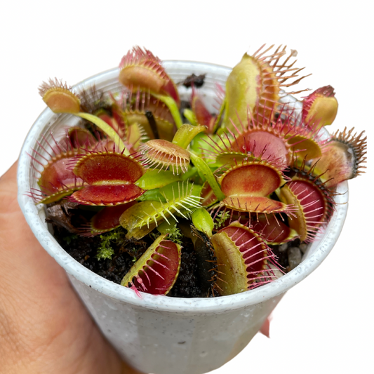 Venus Fly Trap Carnivorous Plant - Wera Plants