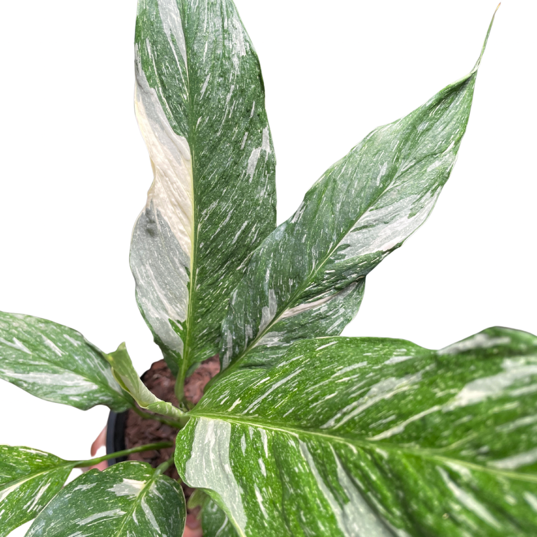 Spathiphyllum Domino - Wera Plants