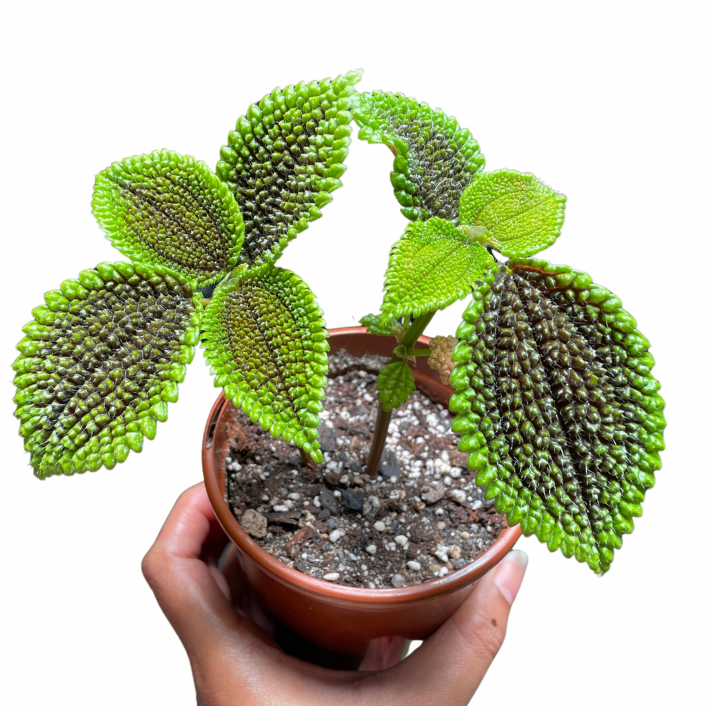 Pilea Moonvalley - Wera Plants