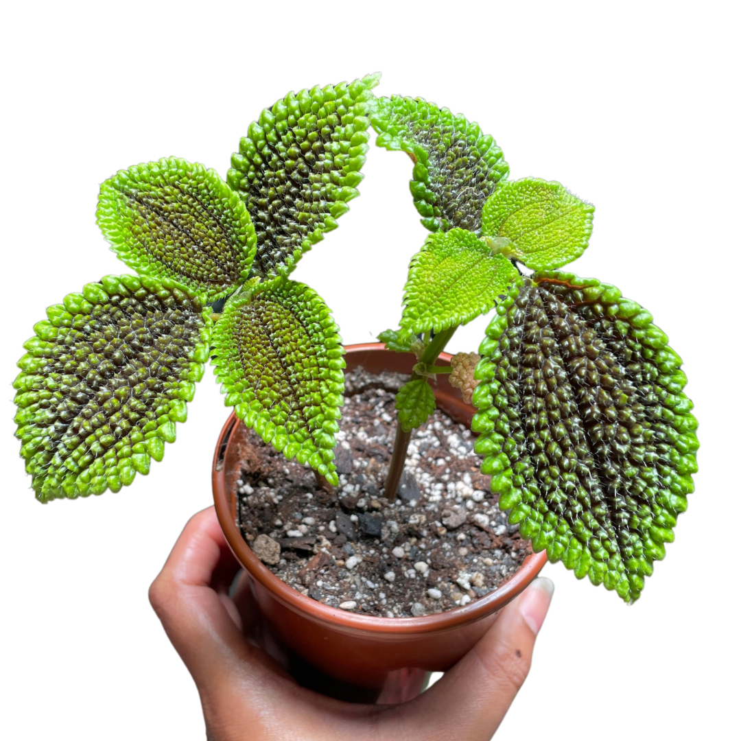 Pilea Moonvalley - Wera Plants