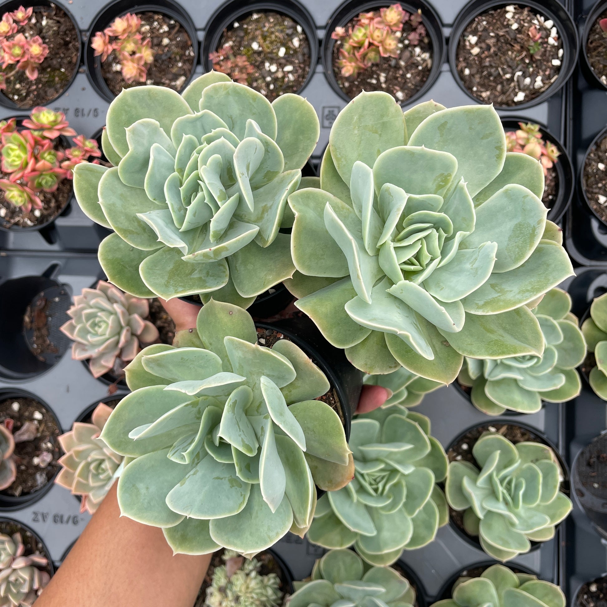 succulent runners Echeveria Blade Runner – Wera Plants