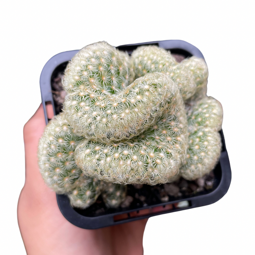 types of brain cactus Brain Cactus (Mammillaria elongata 'Cristata') – Care Tips & Pet Safety – Wera Plants