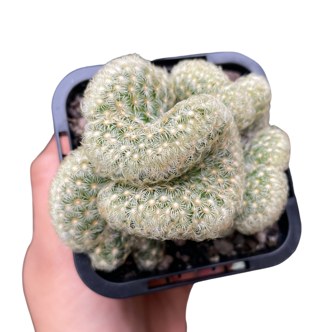 Brain Cactus