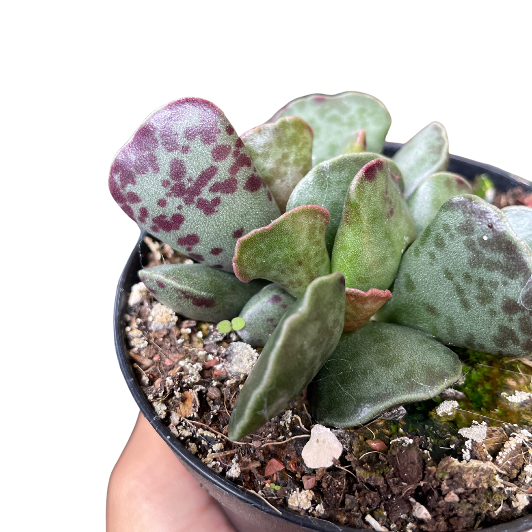 Adromischus Silver Tubes - Wera Plants