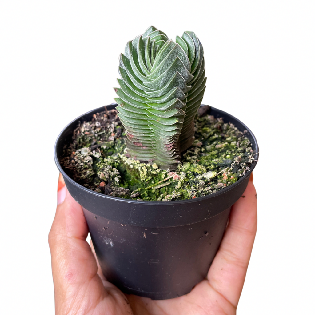Crassula Buddha Temple - Wera Plants