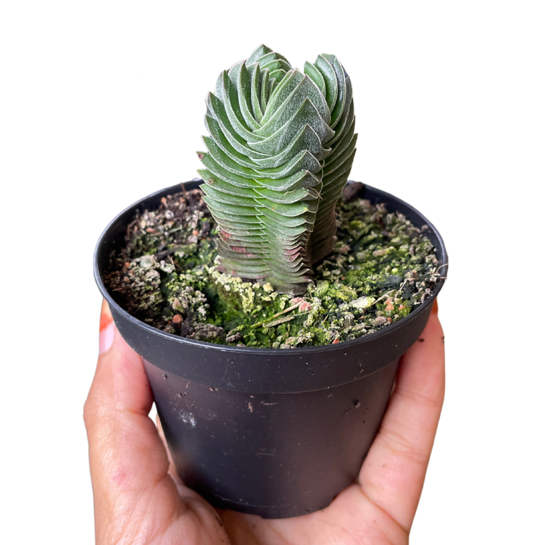 Crassula Buddha Temple - Wera Plants