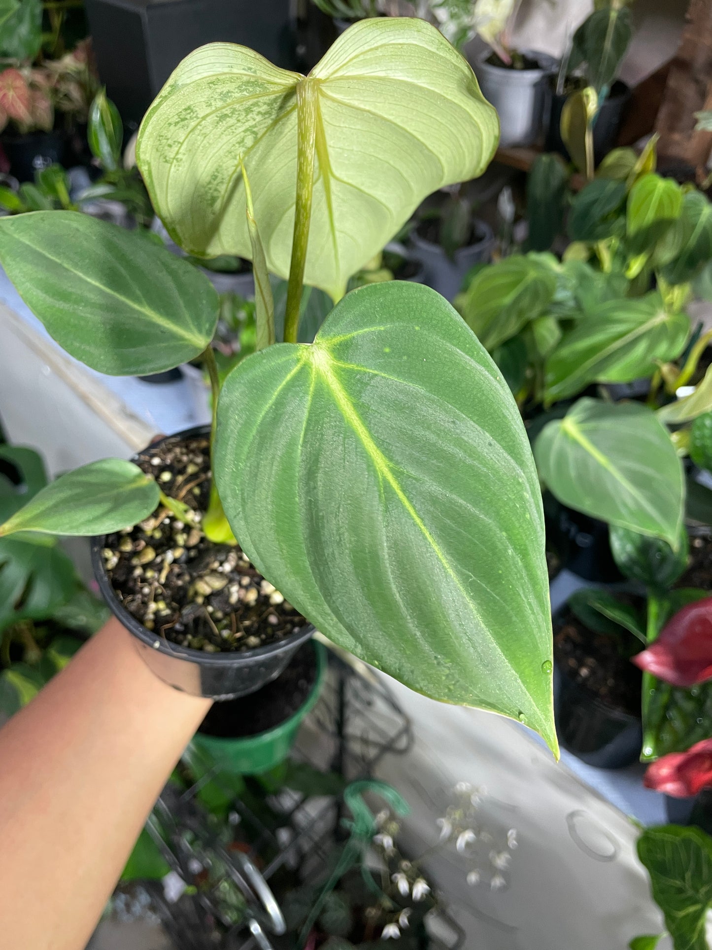 Philodendron Gloriousum