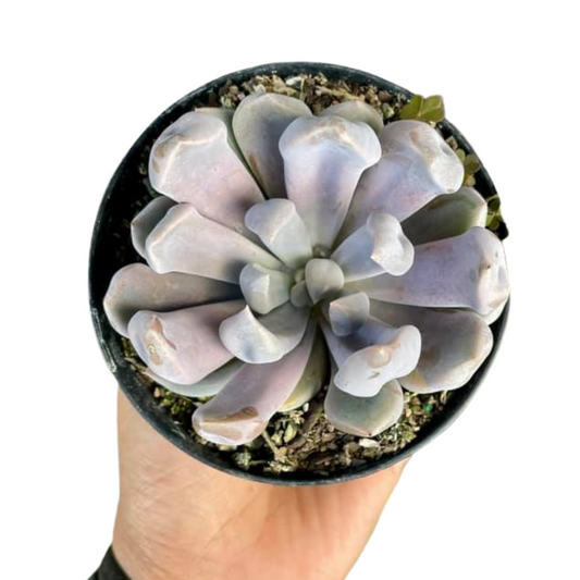 Echeveria Lilac Spoons