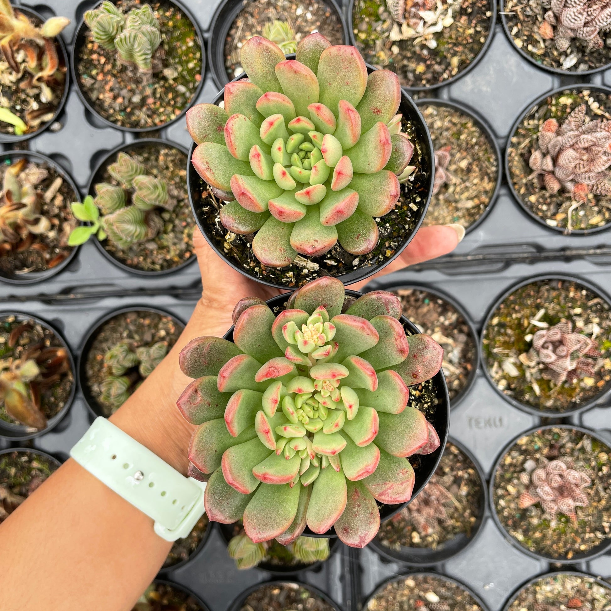 online succulents for sale