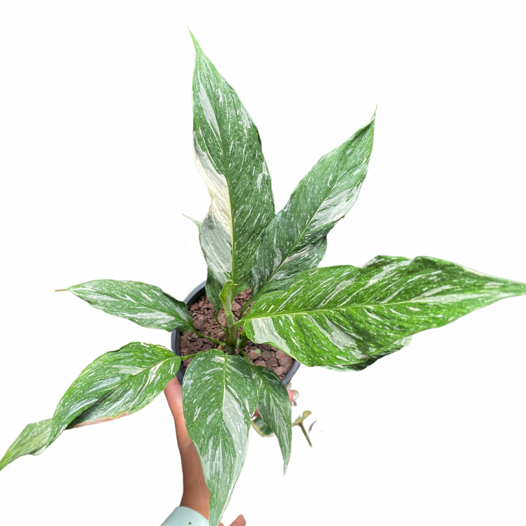 Spathiphyllum Domino - Wera Plants
