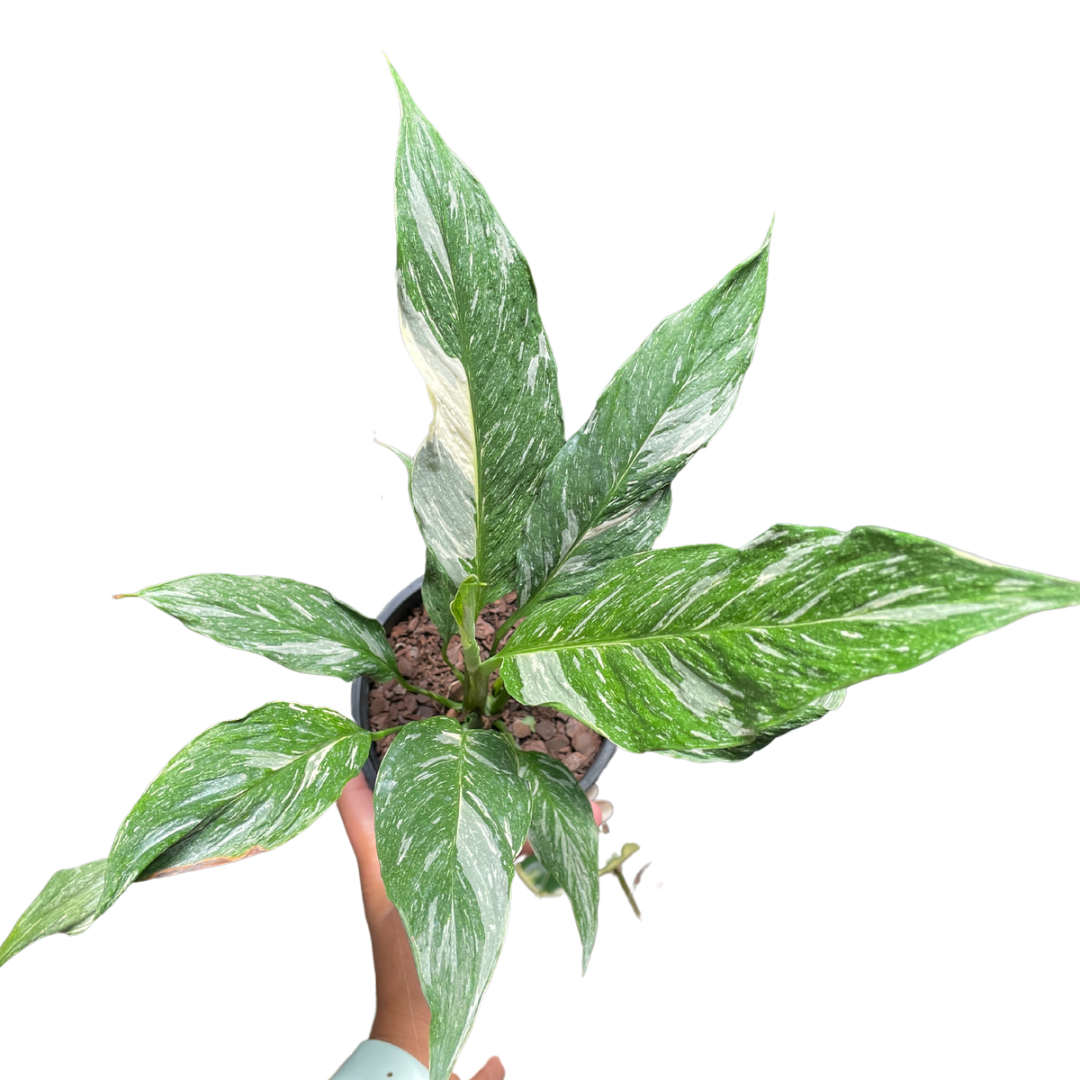 Spathiphyllum Domino - Wera Plants