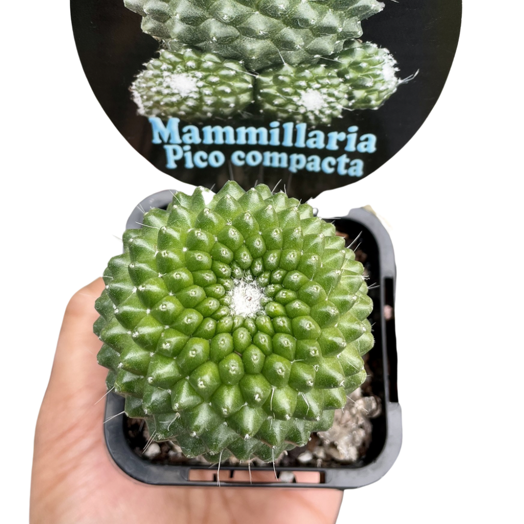 cactus for sale sydney