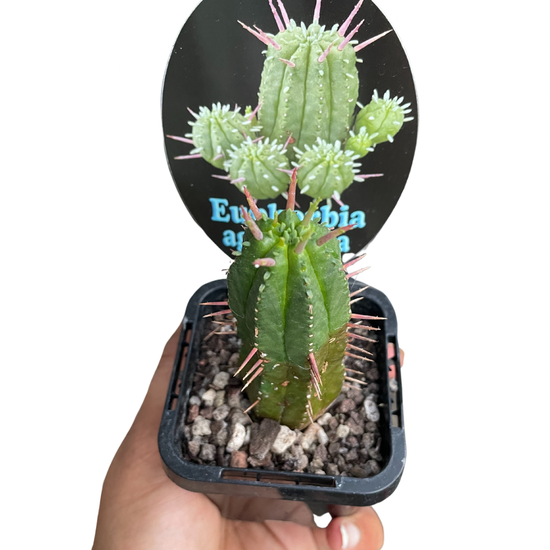 Euphorbia Aggregata - Wera Plants
