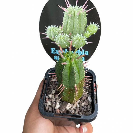Euphorbia Aggregata - Wera Plants