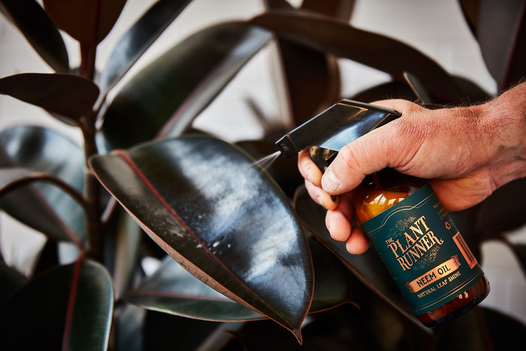 Neem Oil Leaf Shine - Wera Plants