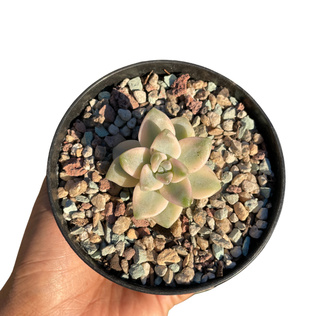 Graptopetalum Paraguayense ssp. Bernalense Variegated - Wera Plants