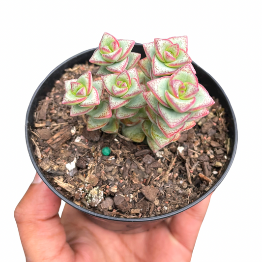 Crassula String of Buttons