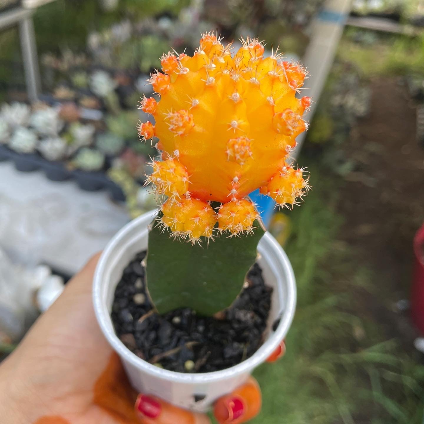 Grafted Cactus (Random Colour)