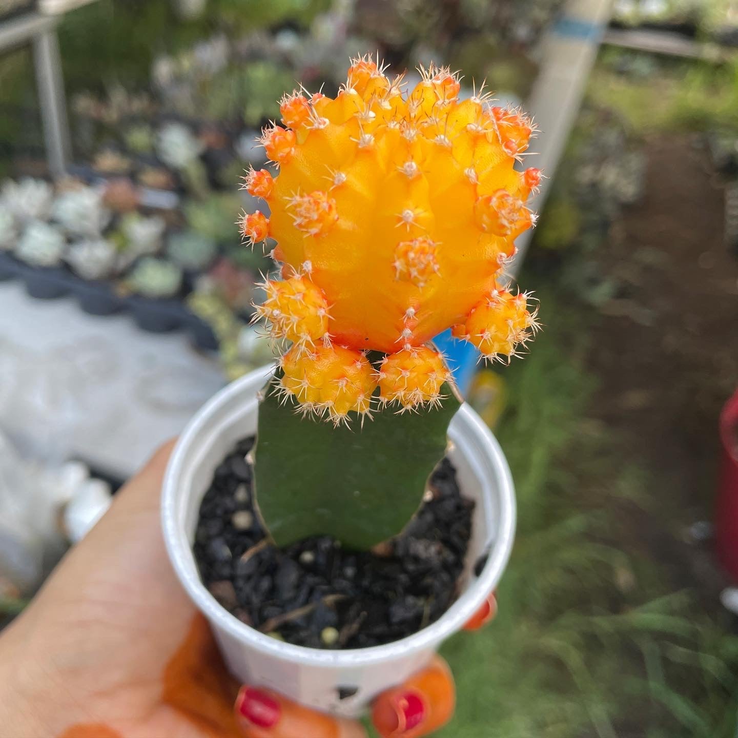 Grafted Cactus (Random Colour) - Wera Plants