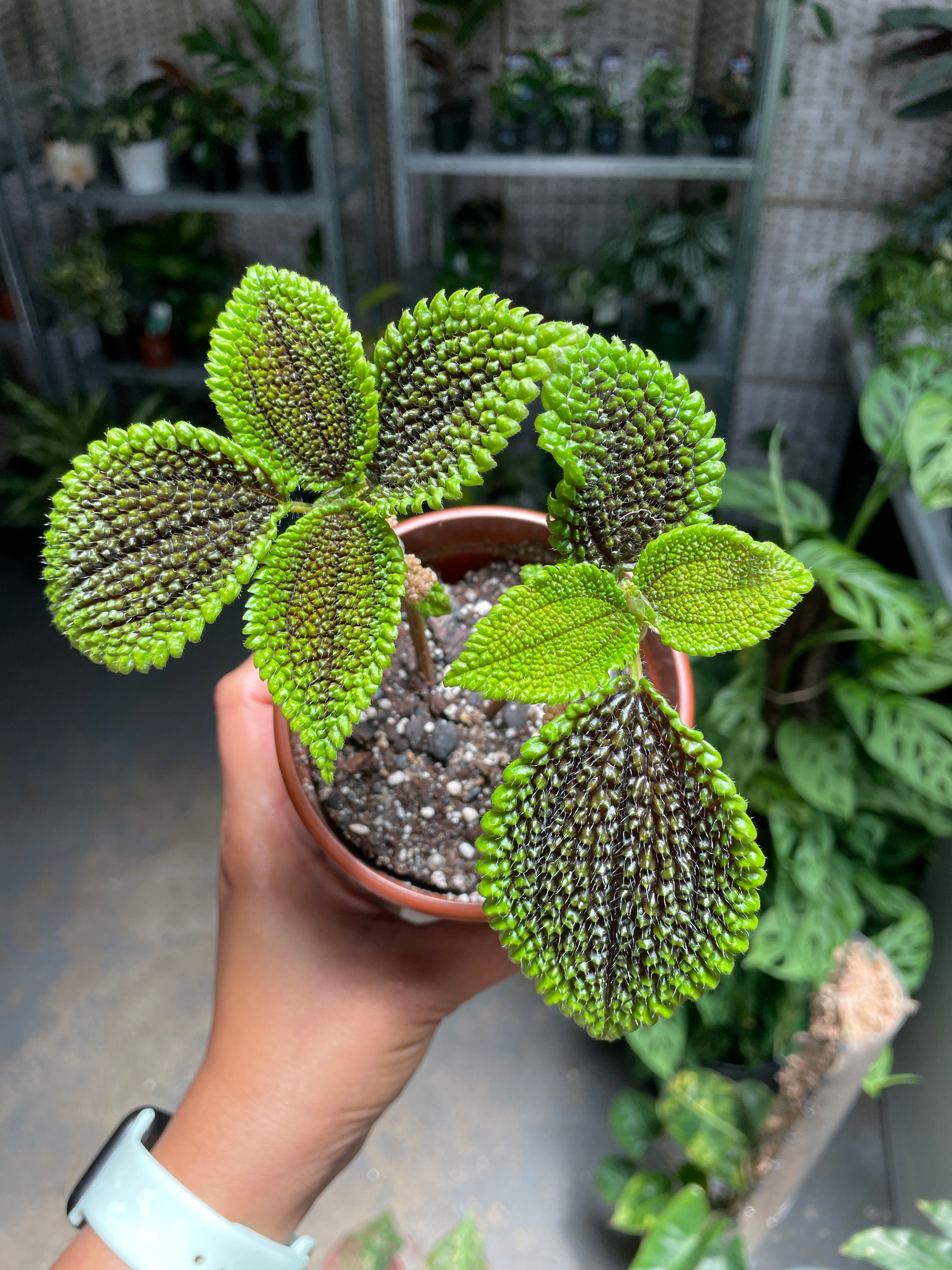 Pilea Moonvalley - Wera Plants