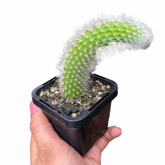 Monkey’s Tail Cactus