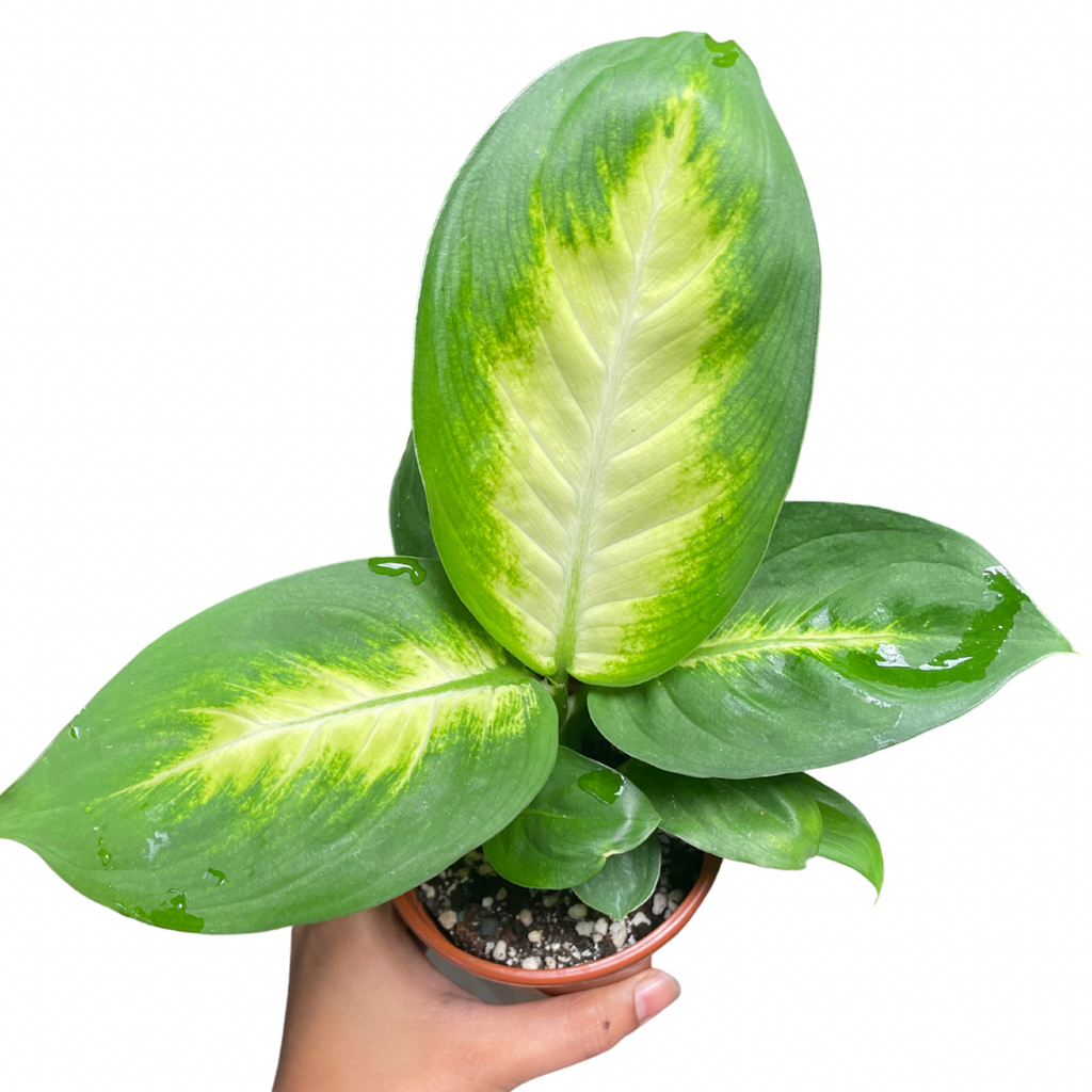 Dieffenbachia - Wera Plants