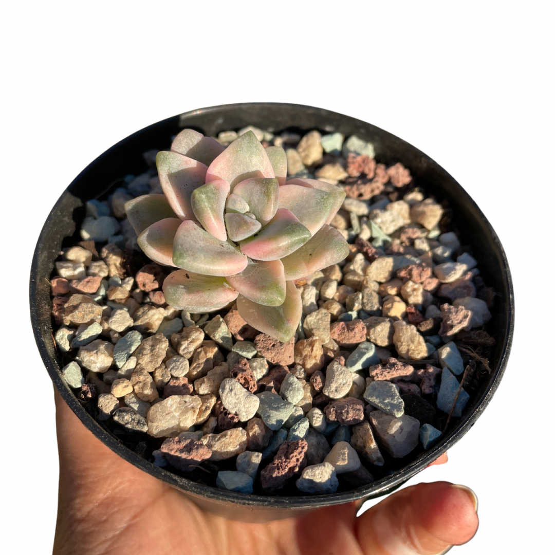 Graptopetalum Paraguayense ssp. Bernalense Variegated - Wera Plants